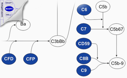 C6base: C6 deficiency | Main page
