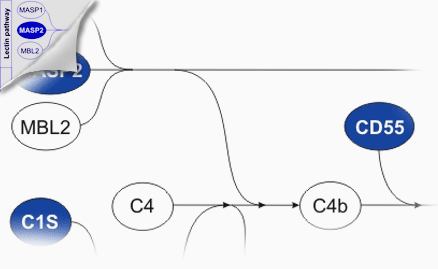 CD55base: Decay-accelerating factor (CD55) deficiency | Main page